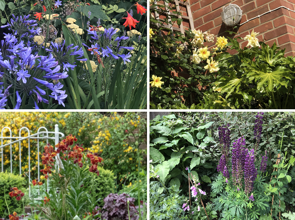 Aylesbury-blooms-600-400 Blooms in the Aylesbury garden