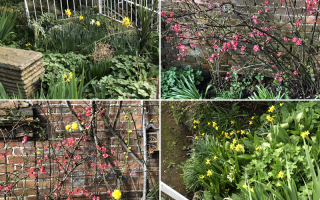 Spring 2026 Blooms Aylesbury Meeting House Garden