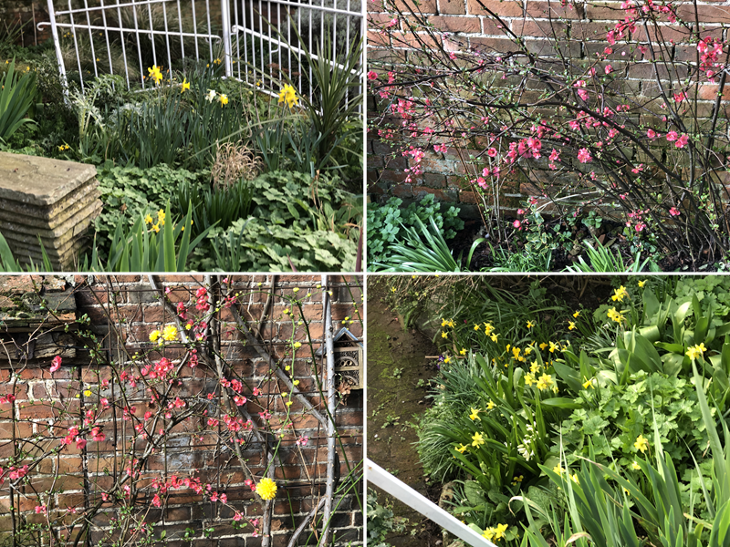 Spring 2026 Blooms Aylesbury Meeting House Garden